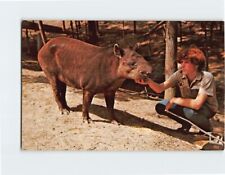 Postcard Tapir, Gobblers Knob Zoo Farm, Bloomingdale, Indiana picture