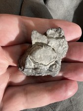 Paleozoic Era fossilized Blastoid specimen and Limestone Matrix picture