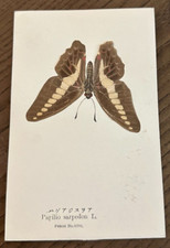 Antiq REAL Butterfly Papilio Sarpedon Latin Nawa Entomology Japan 1910 Postcard picture