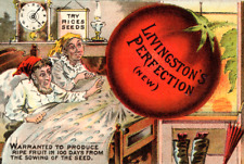 Livingstons Perfection Giant Tomato Rice Seeds Antique Trade Card picture