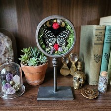 Real Blue Tiger Butterfly Taxidermy Framed Shadow Box Round Glass Stand Gothic picture