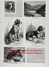 Dog St. Bernard Show, Named Champions, Hero Dog, Large 1880s Antique Print picture