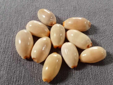 cowrie Cypraea isabella 20- 25 mm GEM 