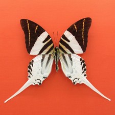 Real mounted butterfly - Graphium androcles - A1 picture