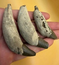 ULTRA RARE Ankylorhiza CETACEAN TEETH FOSSILS SET OF 3 Associated Teeth picture