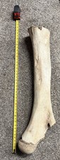 Massive Mastodon Femur Fossil Bone Ice Age Prehistoric Display Specimen picture