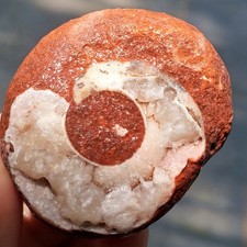70GR AMAZING RARE WHOLE ROUGH AMMONITE PERMIAN MATRIX W/MANY FOSSIL MOLLUSCA picture