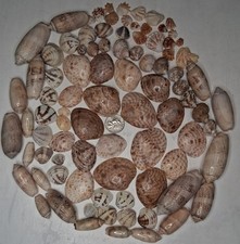 Bulk Lot Of True Florida Sea Shells picture
