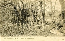 Patchogue Long Island Vintage Postcard Edge of the Woods Landscape Unposted NY picture