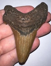MONSTER AURICULATUS Fossil Shark Tooth 3.18 IN MEGALODON ANCESTOR NO REPAIR picture