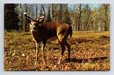 Eight Point Buck Deer Greetings from Snow Shoe Pennsylvania PA Postcard picture