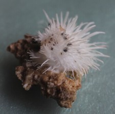 spondylus albibarbatus 34mm F+++ caught in Siargao island EP JAN 175 2023 picture