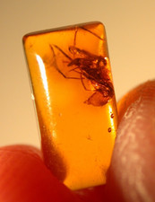 Assassin Pelican Spider in Baltic Amber Fossil Gemstone picture