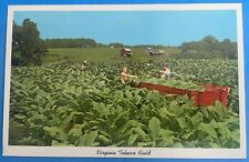 Vintage Virginia Tobacco Field Postcard - Bright Flue Curing, Farmville VA picture