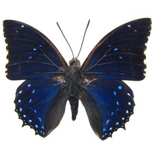 BicBugs Charaxes numenes blue butterfly Africa UNMOUNTED picture