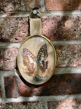 Vintage Framed Butterfly Display/wall Hanging Of Preserved Tropical “Common Jay” picture