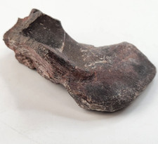 Maiasaura Dinosaur Paroccipital Skull Bone Fossil - Two Medicine - Teton Co, MT  picture