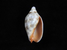 Sea Shell Cymbiola rutila 60.2mm ID#7431 picture