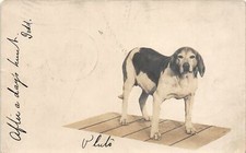 G72/ Chilton? Wisconsin RPPC Postcard 1905 Hunting Dog Pet 