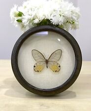 Real Butterfly in frame,Amber Phantom , Real HAETERA PIERA from PERU Gift, picture