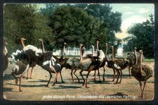 Vintage 1909 at the OSTRICH FARM Postcard - Jacksonville, FL picture
