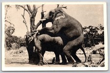 Vintage RPPC Postcard African Elephants Mating Wildlife Nature Agfa Paper C471 picture