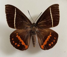 CASTNIA(Amauta) PROCERA****male  Nr. 1 **** Southern Costa Rica picture