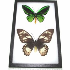 Ornithoptera pria MALE + FEMALE PAIR green black gold butterflies PNG FRAMED picture
