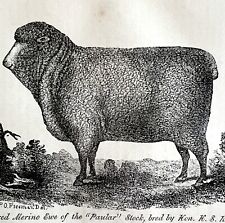 Paular Stock Merino Ewe Cortland NY 1863 Victorian Agriculture Animals Art DWZ4A picture