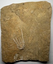 Triple Crinoid Calyx Plate Cymbiocrinus + Fifeocrinus Fossil Alabama Bangor Rare picture