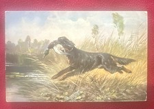Flat Coated Retriever Vtg Postcard 1906 Hunting Scene picture