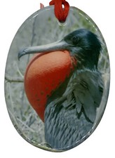 Galápagos Islands Frigate Christmas Ornament Porcelain Travel Souvenir picture