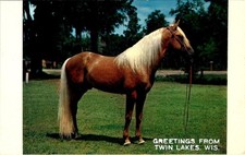 HORSES, Palomino Stallion, Greetings from TWIN LAKES, Wisconsin Postcard picture