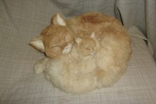 Vtg Sleeping Cat Kitten Rabbit Fur Realistic Lifelike Soft Animal Mom & Baby picture