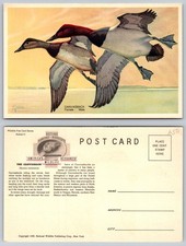 Vintage 1939 Canvasback Ducks Postcard P.J. Jaques Wildlife Conservation Art picture
