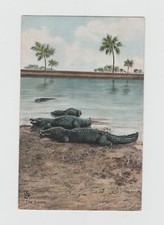 Tucks Series - Alligators - The Siesta  Postcard 843 picture