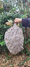 HUGE KING SIZED Bald Faced Hornets Nest Summer 2024, Beautiful Masterpeice 24x12 picture