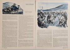 1956 Magazine Picture Hunters Cows & Bull Caribou Illustrated by Philip Ronfor picture