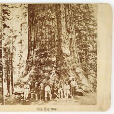 Giant Sequoia Big Tree Stereoview c1890 Mariposa Grove California Forest B2018 picture