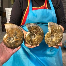 3pcs 4.22LB Natural Beautiful Ammonite Fossil Conch Crystal Specimen Healing picture