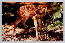 Postcard - Bambi picture