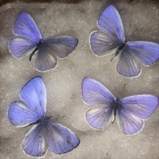 10 Real Blue Butterfly Specimens Spread Wings Boxed A1-A- DIY Entomology picture