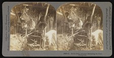 Photo:Philippines 1906 Manila Hemp Industry Fiber Extraction Workers picture