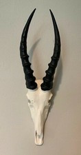 African Blesbok Blesbuck Skull faux replica Taxidermy skulls horns Springbuck  picture
