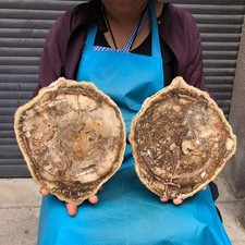 2pcs 7.12 LB Natural Petrified Wood Crystal Fossil Slice Crystal Specimen 6198 picture