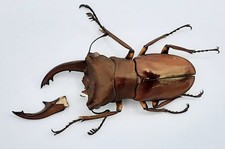 Lucanidae, Cyclommatus sp., A1-, 32mm, Sorong, #LC293 picture