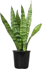 Live Snake Plant, Sansevieria Zeylanica, Indoor House Plant in Standard Pot  picture