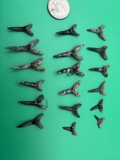 18 REAL SANDTIGER SHARK TEETH FOSSILS - Florida picture