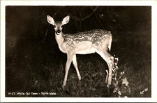RPPC White Tail Deer North Idaho ID UNP Ross Hall Photo H-67 Postcard B1 picture