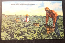 Belle Glade Florida Bean Field Workers Postcard Circa 1940 picture